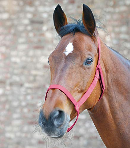 WALDHAUSEN Weidehalfter