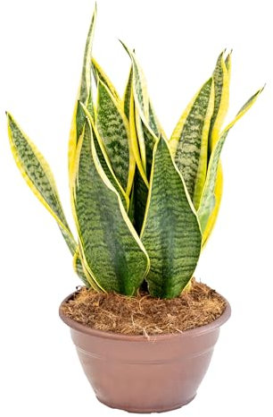 Bonplants Sansevieria Trifasciata Futura Superba, Vera Lingua di Suocera (Vaso 20 cm - Altezza 45 cm)