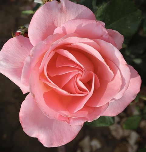 Debs Delight - Floribunda Rose - Potted Rose