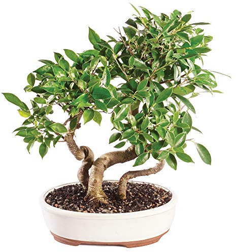 Brussel's Bonsai Live Golden Gate Ficus Grove Indoor Bonsai Tree-7 Years Old 10 to 14 Tall with Decorative Container, Medium