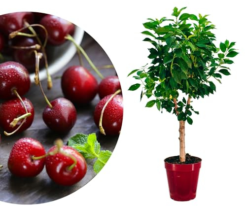 Meine Orangerie - Zwergobst Stämmchen Kirsche - Zwergkirsche - mehrjähriger Kirschbaum - Höhe inkl. Topf ca. 100cm - winterharter Kirschbaum für Garten, Balkon oder Terrasse im Ø22-24cm Topf