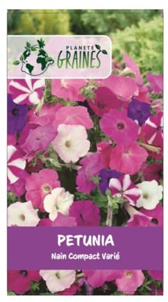 100 graines petunia nain compact colorés -mixtes - fleurs pour massifs, bordure -