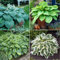 PAKCELL Rizoma de hosta/bulbo de hosta - Hermosa flor de jardín, disponible en una variedad de colores.-15Bulbos-B