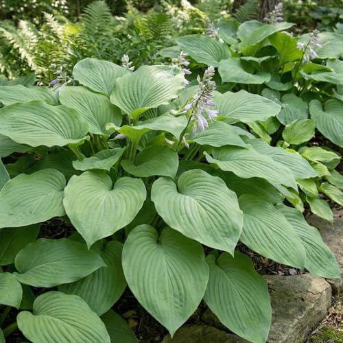 Hosta Kingsize - 3 Fleråriga Hosta Växter - Vinterhärdiga Funkein Barrotsperen från Holland Perfekt som Marktäckare i Skugga - Inga Frön, Lökar eller Konstgjorda