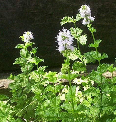 Mint Spearmint Mentha spicata Garden Mint aromatic herb plant bees butterflies ground cover grown in 9cm pot .