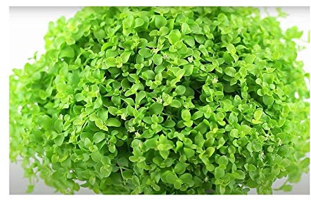 Pcs - 30x Rundblättrige Perlkraut Micranthemum Umbrosum Aquarium Plantes - Graines A39 - Seeds & Plants Shop by Ipsa