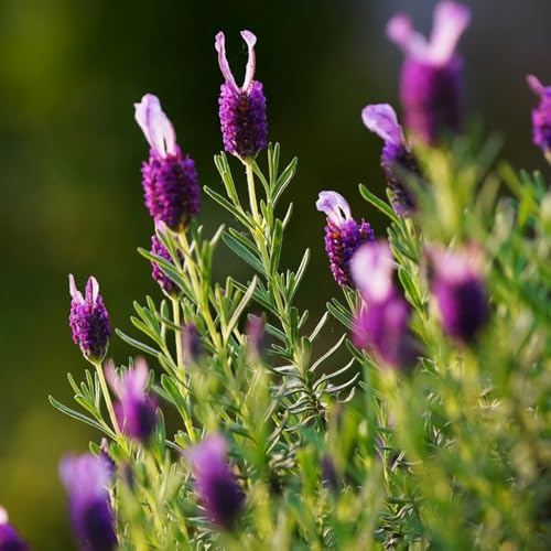 lavendelsamen bio - kräutergarten balkon mehrjährig gartenpflanzen bodendecker 50pcs