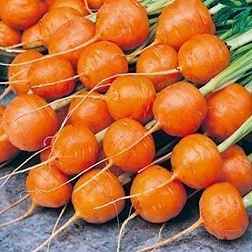 Potseed 500 PC-Runde Karottensamen Frischgemüse Samen Hausgarten-Anlagen Nahrhafte