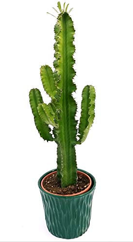 POWERS TO FLOWERS - EUPHORBIA VULCANA ERITREA, SPINA DI CRISTO, CACTUS DEL FREDDO, IN VASO CERAMICA VERDE, vaso 20cm altezza 70cm, pianta vera