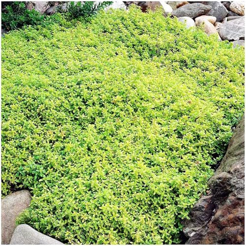 400 Graines de Thym Serpolet Rouge - Plante Vivace Couvre-Sol, Faciles à Planter, graines de thym rampantes, Fleurs Anciennes pour Jardin, Balcon et Parterre (Vert)