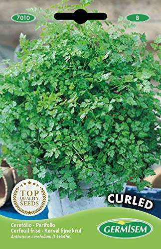 Germisem Curled Graines de Cerfeuil 10 g EC7010 Multicolore