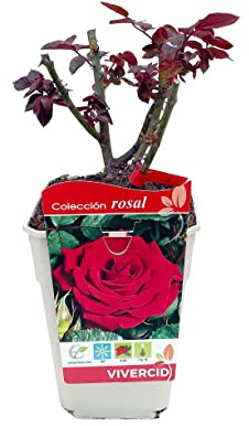 DECOALIVE Rosal Meilland Rojo Planta de Exterior con Flores Rojas