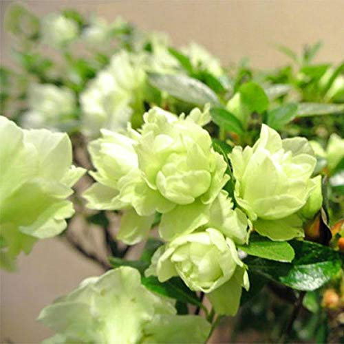 Nouvelles Graines De Fleurs D'Azalée Pour Un Beau Jardin Vert Citron Paquet De 100 Graines