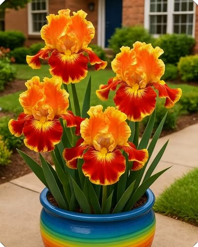 KVHSVB Decorazioni da giardino con iris - Aggiungi colori eleganti e naturali agli spazi esterni.-4Bulbi-C