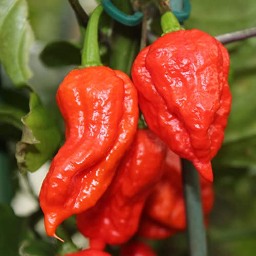 Bhut Jolokia Chili Samen für ca. 15 Pflanzen – extrem scharfe Chili