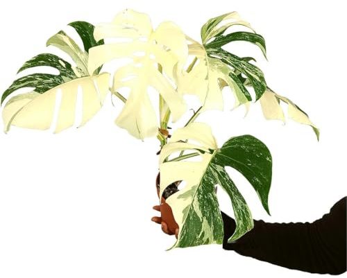 PLANTA NATURAL MONSTERA DELICIOSA ABO VARIEGATA M17 50CM THAI CONSTELLATION EXCLUSIVA DE COLECCIÓN