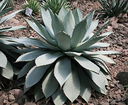 BUTTER AGAVE (potatorum Agave) 10 semi