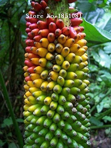 100 / Beutel Bananensamen seltene Porzellan Fruchtsamen für Hausgartenpflanzung leicht wachsen