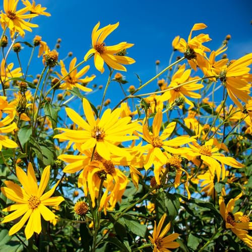 2 pcs topinambur saatknollen zum pflanzen Zwiebeln, topinambur - knollen, zimmerpflanzen bonsai, deko wohnzimmer topinambur kaufen - Helianthus tuberosus - garten geschenke für frauen,