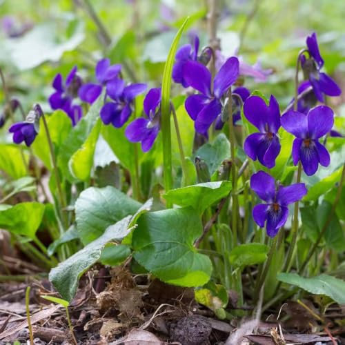 200 Pcs Duftveilchen Samen Winterhart - Wildblumensamen, Hochbeet Samen Duftveilchen Samen, Gartenblumen, Zimmerpflanzen Samen Blumensamen Mehrjährig Winterhart, Balkonpflanzen Winterhart