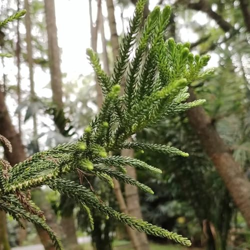 Semillas de araucaria - Araucaria heterophylla en resistentes balcón, decoración salón decoración de jardín para exterior 100pcs