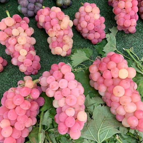 uva uvas - decoración de balcones semillas columnar cama elevada resistentes en al 500pcs