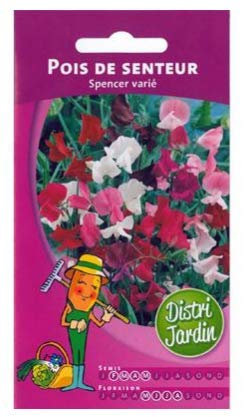 graines de pois de senteur grimpant sspencer