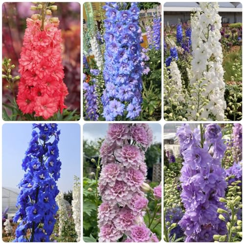 semi resistenti del delphinium, delphinium, balcone da giardino roccioso sono resistenti aiuola, esotiche 125pcs