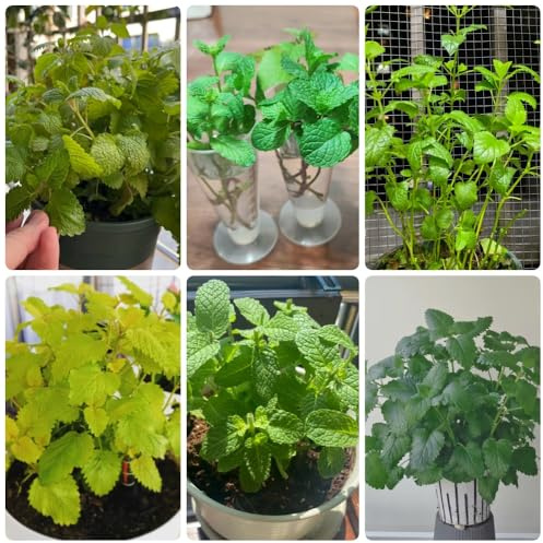 Semillas de melisa, de balcón Melissa officinalis, de jardín de rocas resistentes resistentes para el jardín 50pcs