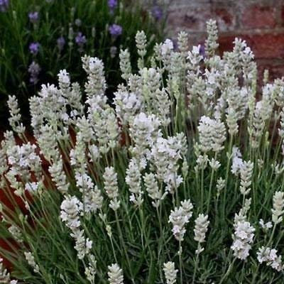 seedsown Germination Les graines: 10 graines de dattier Chinois