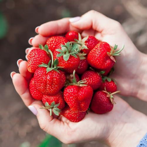 semi di fragola, fragola biologici, esotiche resistenti perenni, d'appartamento verdi da giardino sono 300pcs