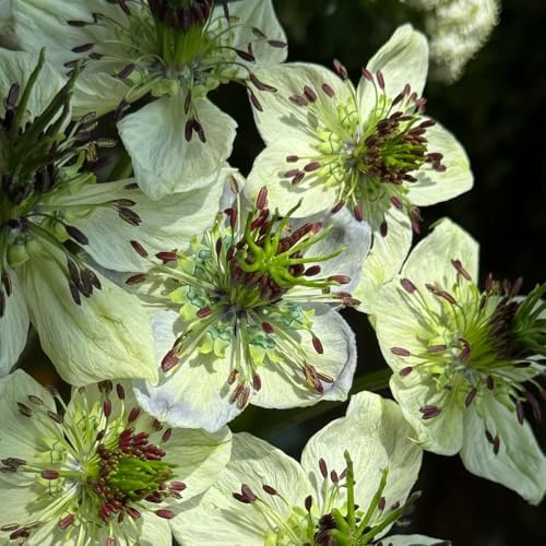 vergine in un verde Decorazioni per il giardino esterno: selvatici semi di da interno autunnali resistenti e semi di da giardino esotici medicinali 350semi