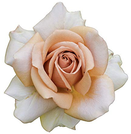 Mokarosa®, rosaio vivo Rose Barni®, rosa in vaso colore caffè crema, linea prestigio, fiori grandi e leggermente profumati, ideale per coltivazione in vaso e cespugli, rifiorente e robusta cod.71198