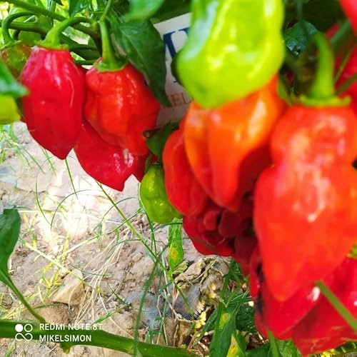 Scotch Bonnet Trinidad Rouge, 10 graines, Capsicum chinense (171)