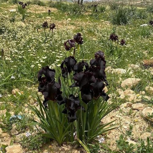 Bulbos de iris - balcón, raras decorativas 5pcs