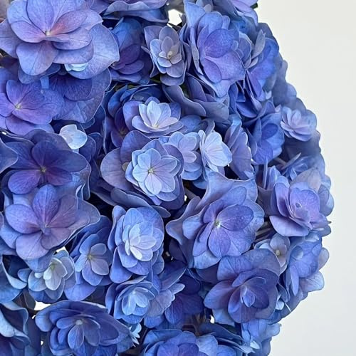 50 piezas Las semillas de hortensias son resistentes decoración de otoño, plantas exóticas resistentes, Hortensia macrophylla, flores para balcón, plantas resistentes para jardín