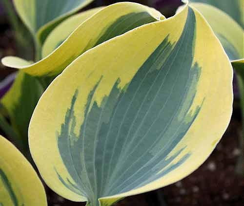 Hosta Autumn Frost Plant ex 2 Litre Pot