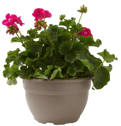 Verdecora Geranio Zonal en Maceta Ø25 cm | Pelargonium x hortorum | Planta Natural de Exterior con flor | Arbusto Florífero Clásico de Porte Robusto | Ideal para Terraza, Patio, Macetones y Balcones