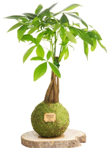 Kokedama Pachira Trenzada Natural - Kokedama Interior | Bola de Musgo Vivo | Planta Natural | Planta Interior | Decoración Hogar | Fácil Cuidado y Mantenimiento