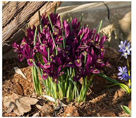 10x Iris Reticulata Pauline Bulbs Dwarf Miniature Blue Flowers Ideal for Rockeries Pots Borders Hardy Early Spring Garden Perennial
