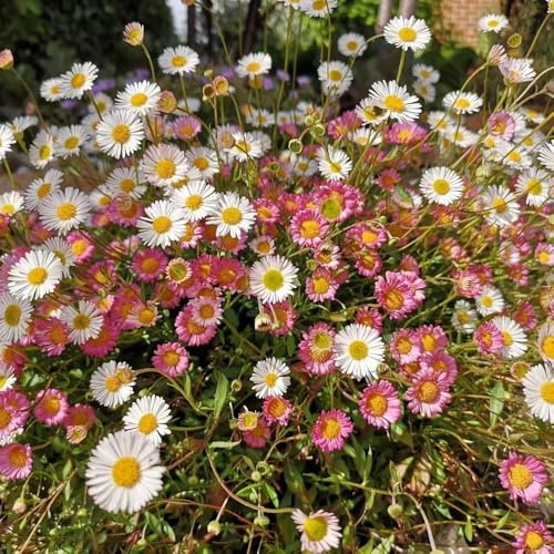 Semillas de margarita española, semillas orgánicas Erigeron karvinskianus, 550pcs