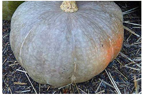 PREMIER SEEDS DIRECT Squash Strawberry Crown - 15 Finest Seeds