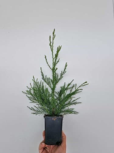 1st. Mammutbaum 25-40cm Sequoiadendron giganteum Riesenmammutbaum aus der Baumschule