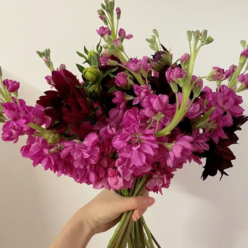 400 Pcs Usambaraveilchen Pflanze Samen, Blumensamen Mischung, Pflanzen Geschenk, Kletterpflanzen Violet, Violette - Matthiola Incana - Samen Winterhart, Blumensamen Gastgeschenk Exotische