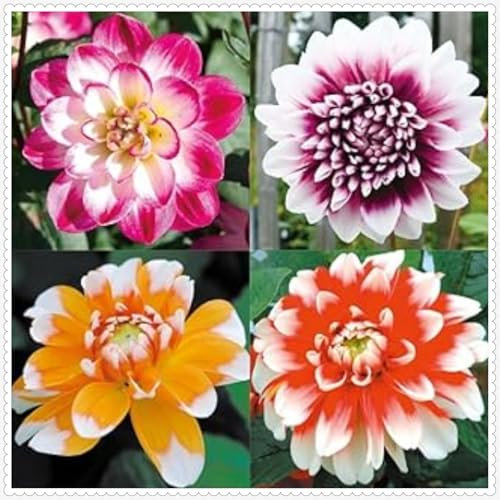 Dahlia Bulbs Mix for Planting Now UK,Strong Plants That Grow Well,Dahlia Tubers Bulk,Beauty of Garden,Gift Ready,Hardy Perennial,Wedding Flowers Cut Flowers-2bulbs-C