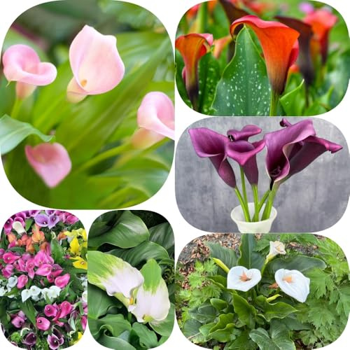 Bulbos de cala - variedades antiguas de primavera decoración sala estar jardín exótico para lugares soleados orgánico bulbos balcón regalos para 7pcs