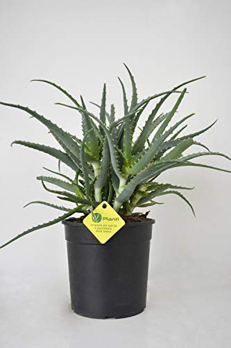PLANTI' PIANTA VERA DI ALOE Aloe arborescens Pianta grassa da esterno, interno e serra. Piante grasse per fioriere e vaso. Piantina sempreverde dalla proprietà curativa. Vaso 18 cm