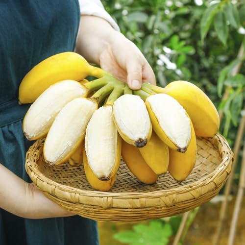 semi resistenti di banano, banana - colonnare fresca decorativa di biologici di colonnari 300pcs