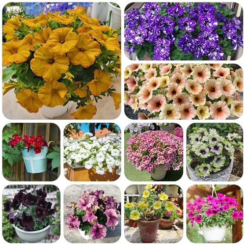 petunias - petunias colgantes resistentes en macetas al aire libre semillas de petunia Decoraciones otoñales un jardín resistente semillas de balcón 350semillas