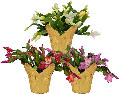 DECOALIVE Pack 3 Cactus de la Navidad Plantas Naturales (8436601575883)